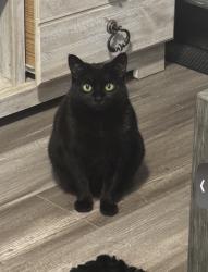 Lost Female Cat last seen Near N Pearl St, Denver, CO 80203, Denver, CO 80203