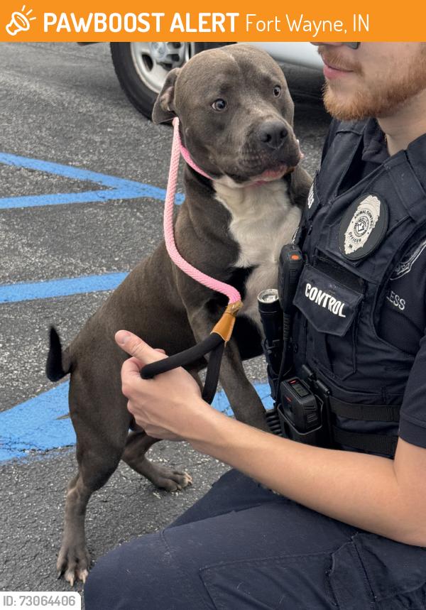 Found/Stray Male Dog last seen Brooklyn & Taylor, Fort Wayne, IN 46808