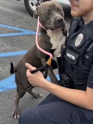 Found/Stray Male Dog last seen Brooklyn & Taylor, Fort Wayne, IN 46808