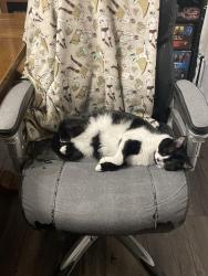 Lost Female Cat last seen Gull Road and Fairfield/Brook Drive/Castle street, Kalamazoo, MI 49048