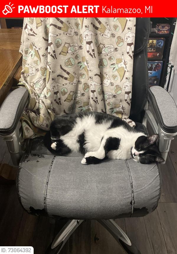 Lost Female Cat last seen Gull Road and Fairfield/Brook Drive/Castle street, Kalamazoo, MI 49048