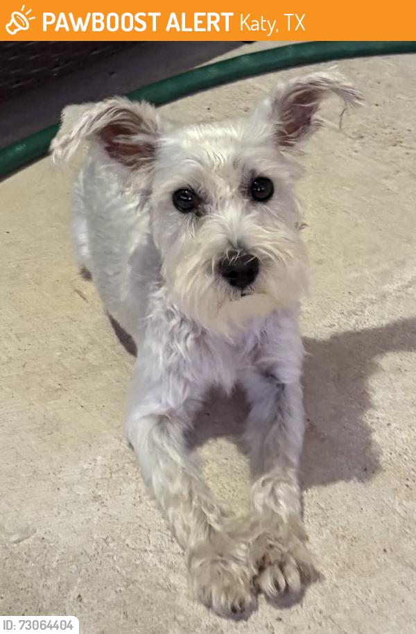 Found/Stray Female Dog last seen Raintree Village Dr & Clay RD, Katy, TX 77449