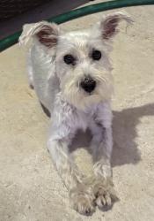 Found/Stray Female Dog last seen Raintree Village Dr & Clay RD, Katy, TX 77449