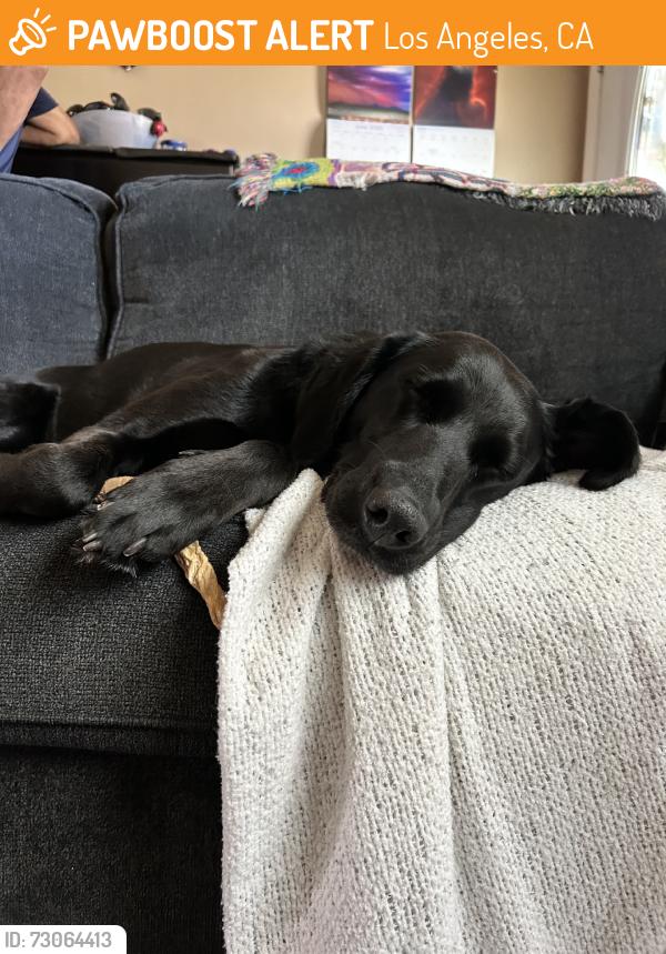 Found/Stray Female Dog last seen Anaheim and Gaffey, Los Angeles, CA 90744