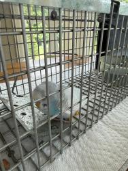 Found/Stray Unknown Bird last seen Northfork neighborhood, Ramsey, MN 55303