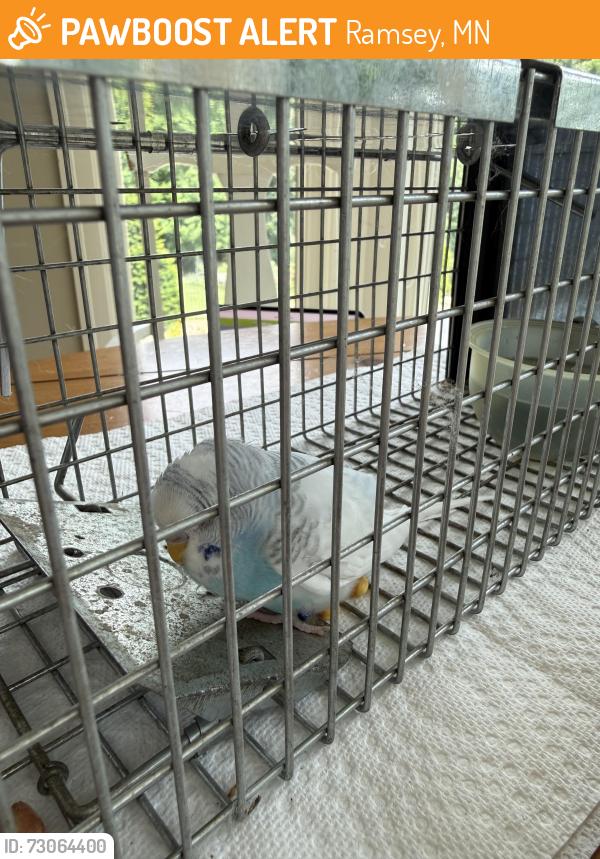 Found/Stray Unknown Bird last seen Northfork neighborhood, Ramsey, MN 55303
