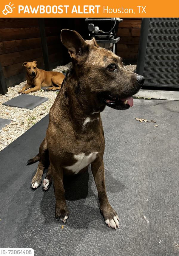 Found/Stray Female Dog last seen Navigation and engel street, Houston, TX 77011