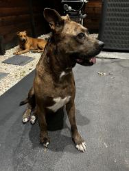 Found/Stray Female Dog last seen Navigation and engel street, Houston, TX 77011