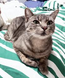 Reunited Male Cat last seen Pacific/Cenreal Ave , Alameda, CA 94501