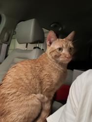 Found/Stray Male Cat last seen 12th and Broadway, Moore, OK 73160