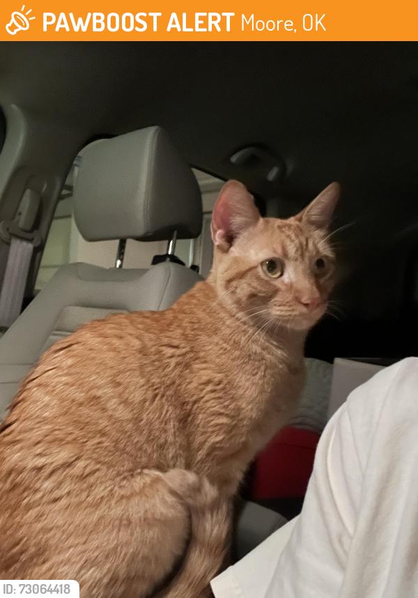 Found/Stray Male Cat last seen 12th and Broadway, Moore, OK 73160