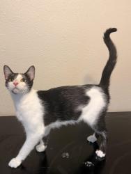 Lost Female Cat last seen Melbourne and Lazarus , Houston, TX 77022