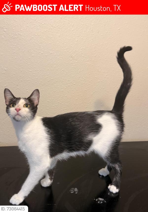 Lost Female Cat last seen Melbourne and Lazarus , Houston, TX 77022