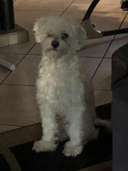 Lost Male Dog last seen Seine and 223rd, Hawaiian Gardens, CA 90716