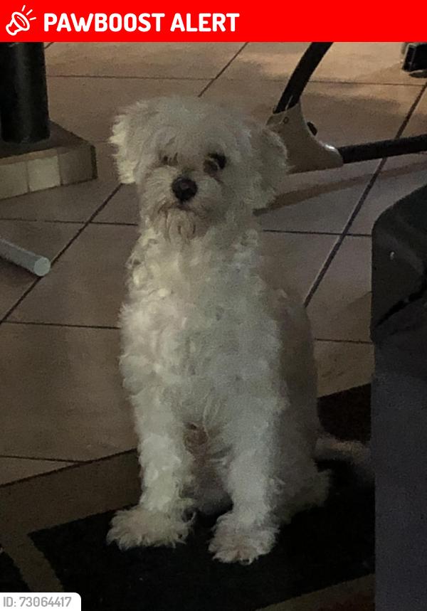Lost Male Dog last seen Seine and 223rd, Hawaiian Gardens, CA 90716