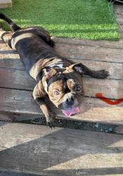 Lost Unknown Dog last seen Copaigue Long Island ny, Copiague, NY 11726