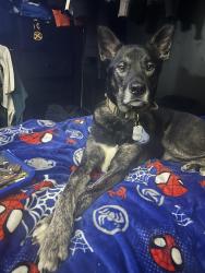 Lost Male Dog last seen Walgreens, Cutlerville, MI 49548