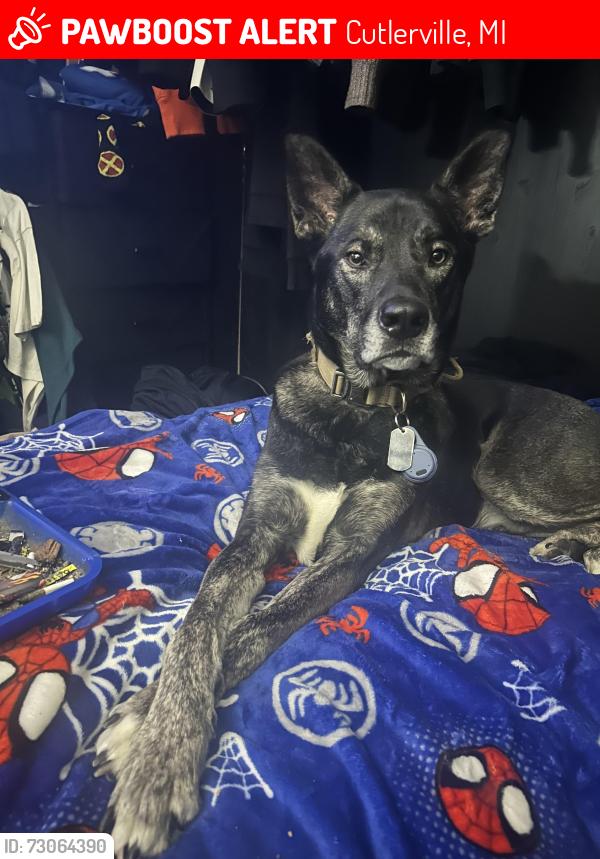 Lost Male Dog last seen Walgreens, Cutlerville, MI 49548