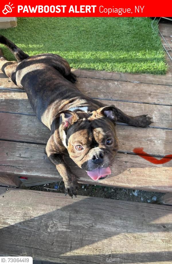 Lost Unknown Dog last seen Copaigue Long Island ny, Copiague, NY 11726