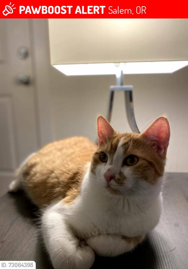 Lost Male Cat last seen if found please return to 1410 12th St Se Salem Oregon, Salem, OR 97305
