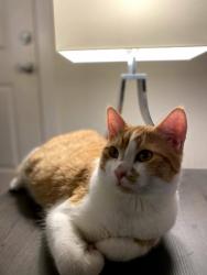 Lost Male Cat last seen if found please return to 1410 12th St Se Salem Oregon, Salem, OR 97305