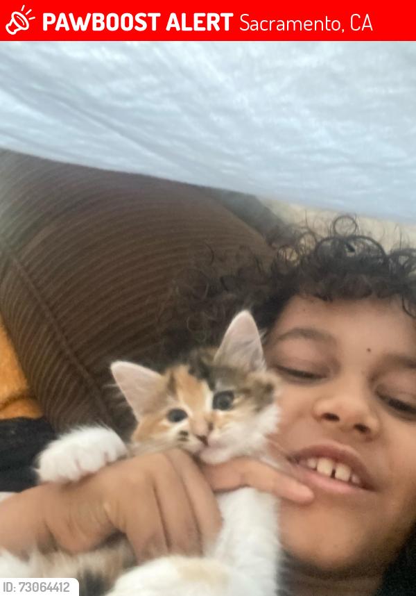Lost Female Cat last seen Near Noyack Way, Sacramento, CA 95835