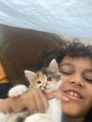 Lost Female Cat last seen Near Noyack Way, Sacramento, CA 95835
