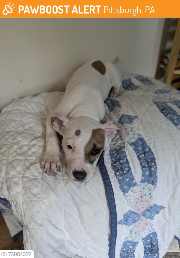 Found/Stray Female Dog last seen Estella, Pittsburgh, PA 15210