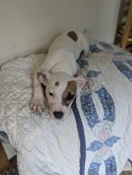 Found/Stray Female Dog last seen Estella, Pittsburgh, PA 15210