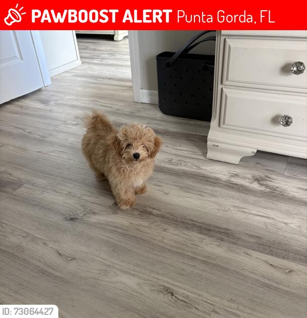 Lost Male Dog last seen Banff Lane and Paraclete, Punta Gorda, FL 33983