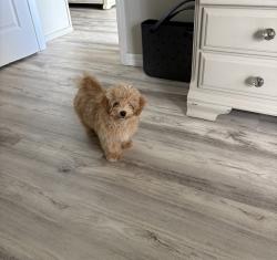 Lost Male Dog last seen Banff Lane and Paraclete, Punta Gorda, FL 33983
