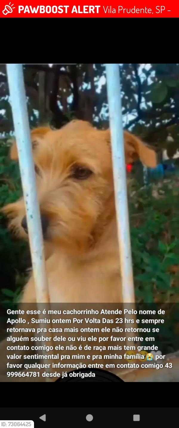 Lost Male Dog last seen Rua coelho neto 88 Jd Progresso Londrina Parana, Vila Prudente, SP 03150-010