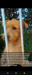 Lost Male Dog last seen Rua coelho neto 88 Jd Progresso Londrina Parana, Vila Prudente, SP 03150-010