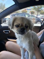 Found/Stray Female Dog last seen AG Spanos Blvd, Stockton, CA 95209