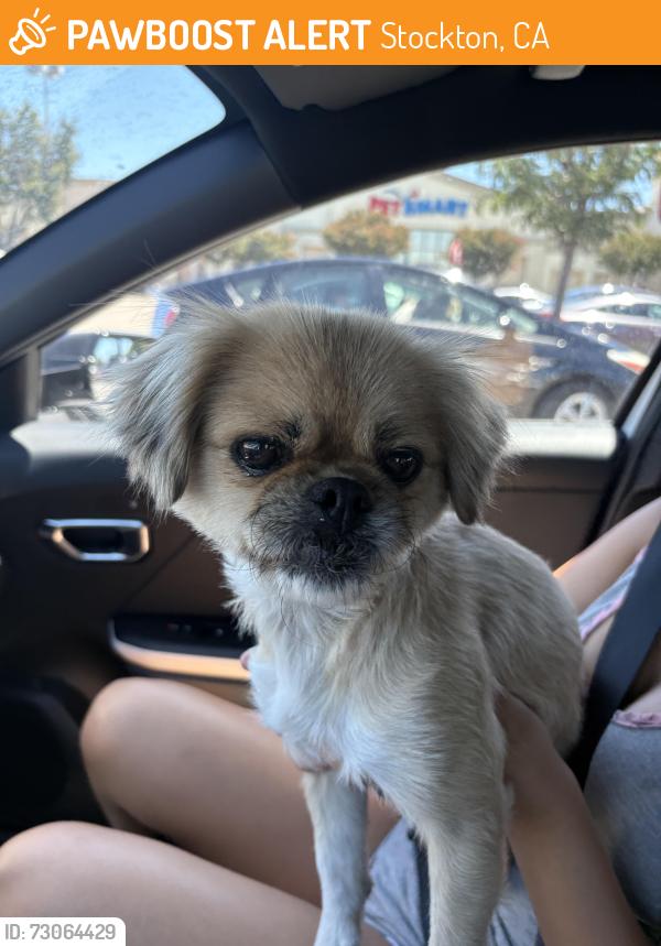Found/Stray Female Dog last seen AG Spanos Blvd, Stockton, CA 95209