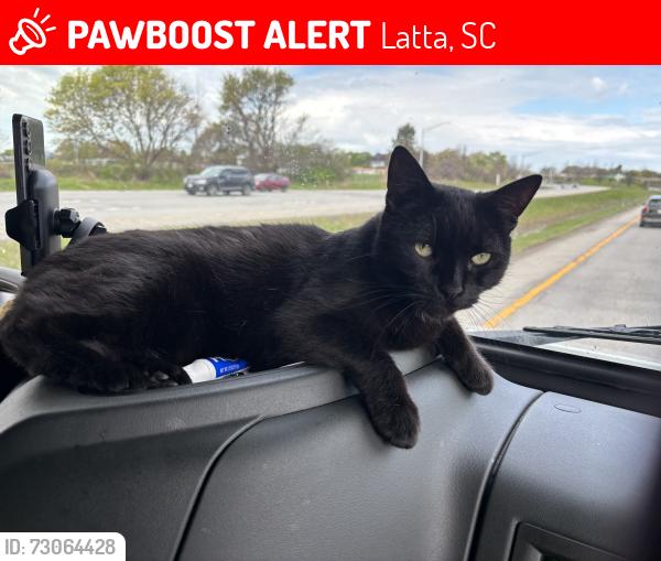 Lost Male Cat last seen Grey fox loop and Catfish Church Rd, Latta, SC 29565