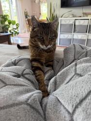 Reunited Female Cat last seen Iron horse trail & Hillgrade Ave, Alamo, Alamo, CA 94507