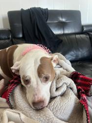 Lost Female Dog last seen Near dogwood ln, Brandon, FL 33510