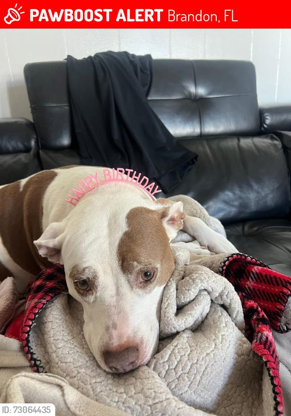 Lost Female Dog last seen Near dogwood ln, Brandon, FL 33510