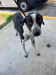 Shelter Stray Male Dog last seen Near BLOCK NW 25TH AVE, 3599 NW 79th Ave, Doral, FL 33122, USA