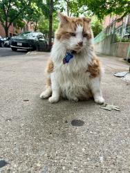 Lost Male Cat last seen 6th & 7th Ave, Brooklyn, NY 11217