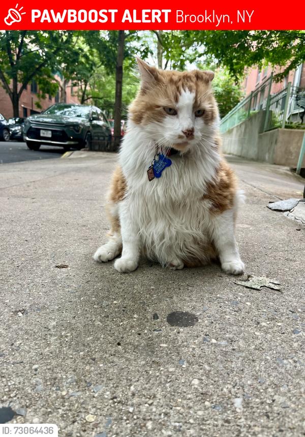 Lost Male Cat last seen 6th & 7th Ave, Brooklyn, NY 11217
