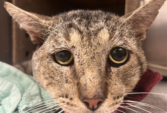 Shelter Stray Male Cat last seen Near BLOCK MEAD CT, RIVERSIDE, CA, 6851 Van Buren Boulevard, Jurupa Valley, CA 92509, USA