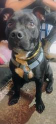 Lost Male Dog last seen i95 and exit 202, I-95,  23867
