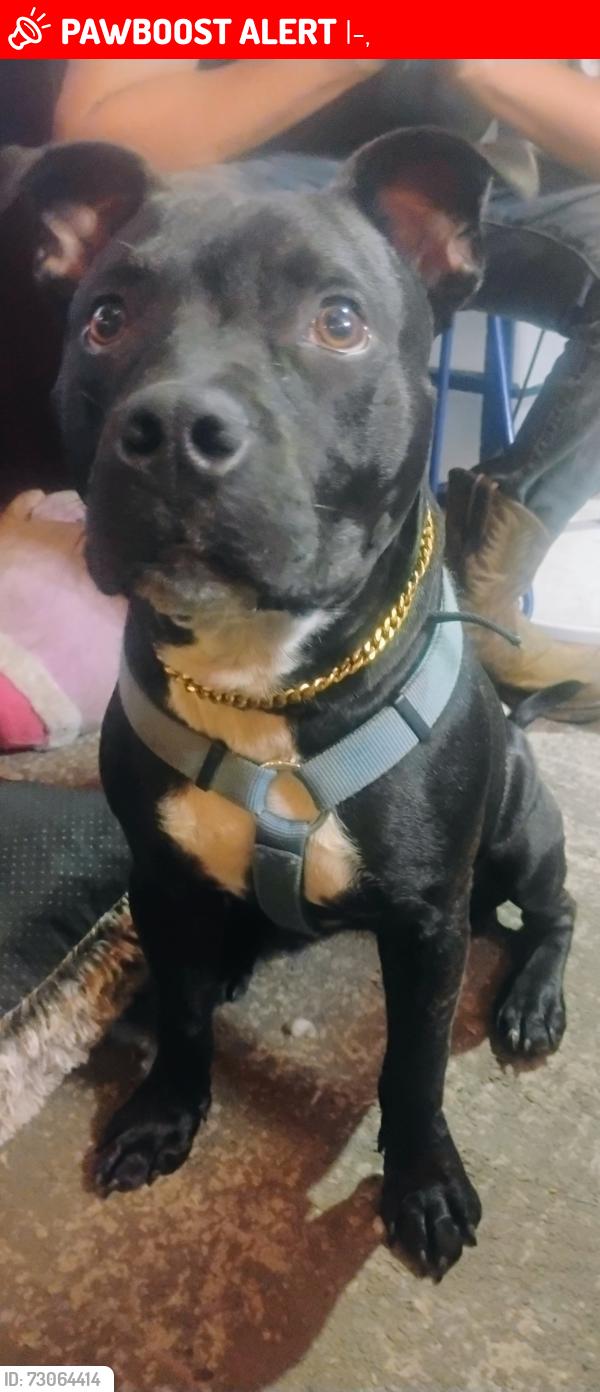 Lost Male Dog last seen i95 and exit 202, I-95,  23867