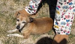 Found/Stray Female Dog last seen Hunsley Park, Canyon, TX 79015