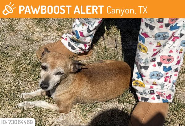 Found/Stray Female Dog last seen Hunsley Park, Canyon, TX 79015