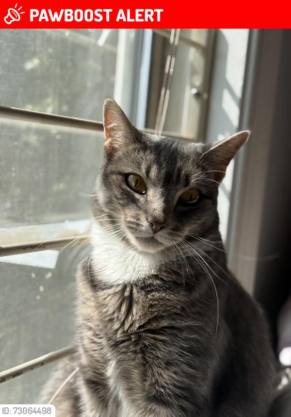 Lost Female Cat last seen Near Mayfair Pl , Marlboro Township, NJ 07751