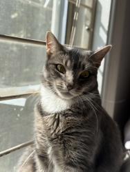Lost Female Cat last seen Near Mayfair Pl , Marlboro Township, NJ 07751
