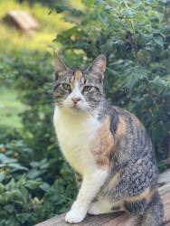 Lost Female Cat last seen Cedar Hill Rd near Aura Vista and Bailey roads, Asheville, NC 28806
